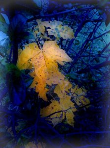 PicsArt_1415775689437